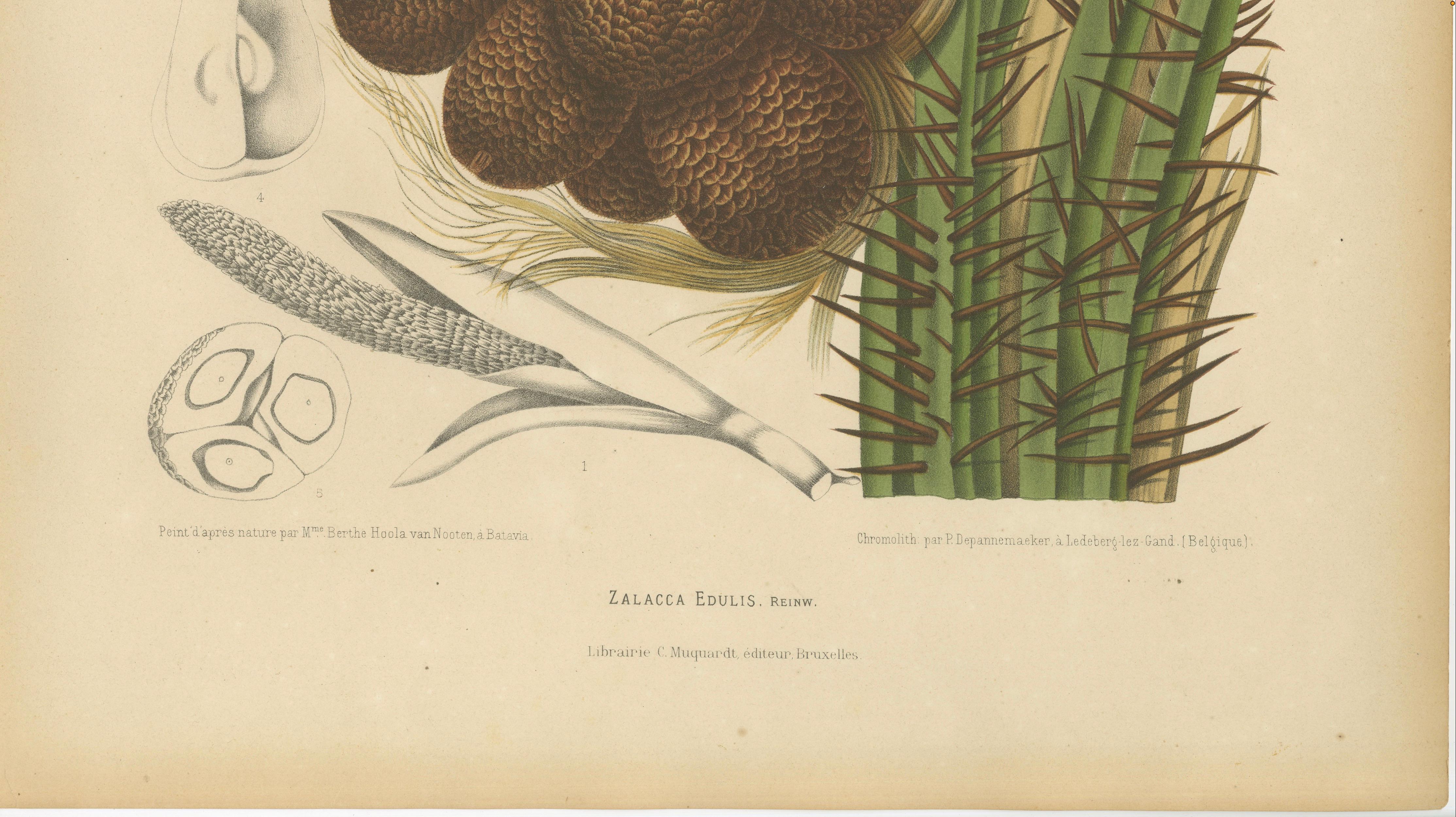 Antique Salak Palm Botanical Chromolithograph by Hoola van Nooten, c. 1880