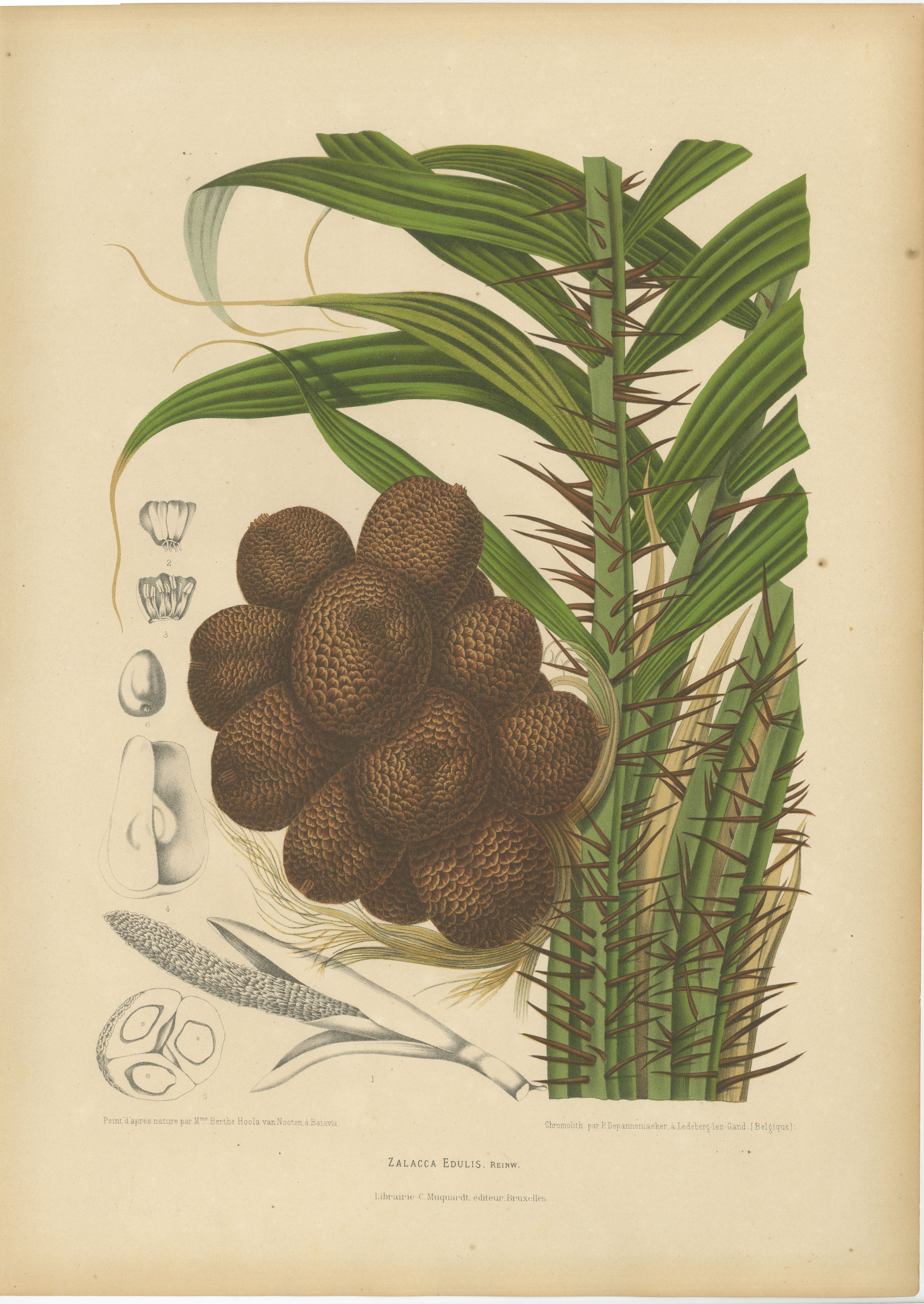 Antique Salak Palm Botanical Chromolithograph by Hoola van Nooten, c. 1880
