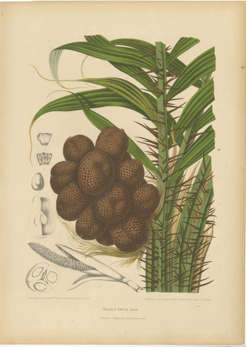 Antique Salak Palm Botanical Chromolithograph by Hoola van Nooten, c. 1880