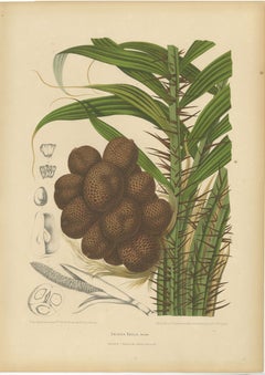 Antique Salak Palm Botanical Chromolithograph by Hoola van Nooten, c. 1880