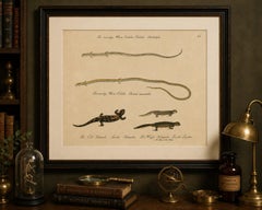 Antique Salamander & Reptile Lithograph by Karl Joseph Brodtmann, 1816