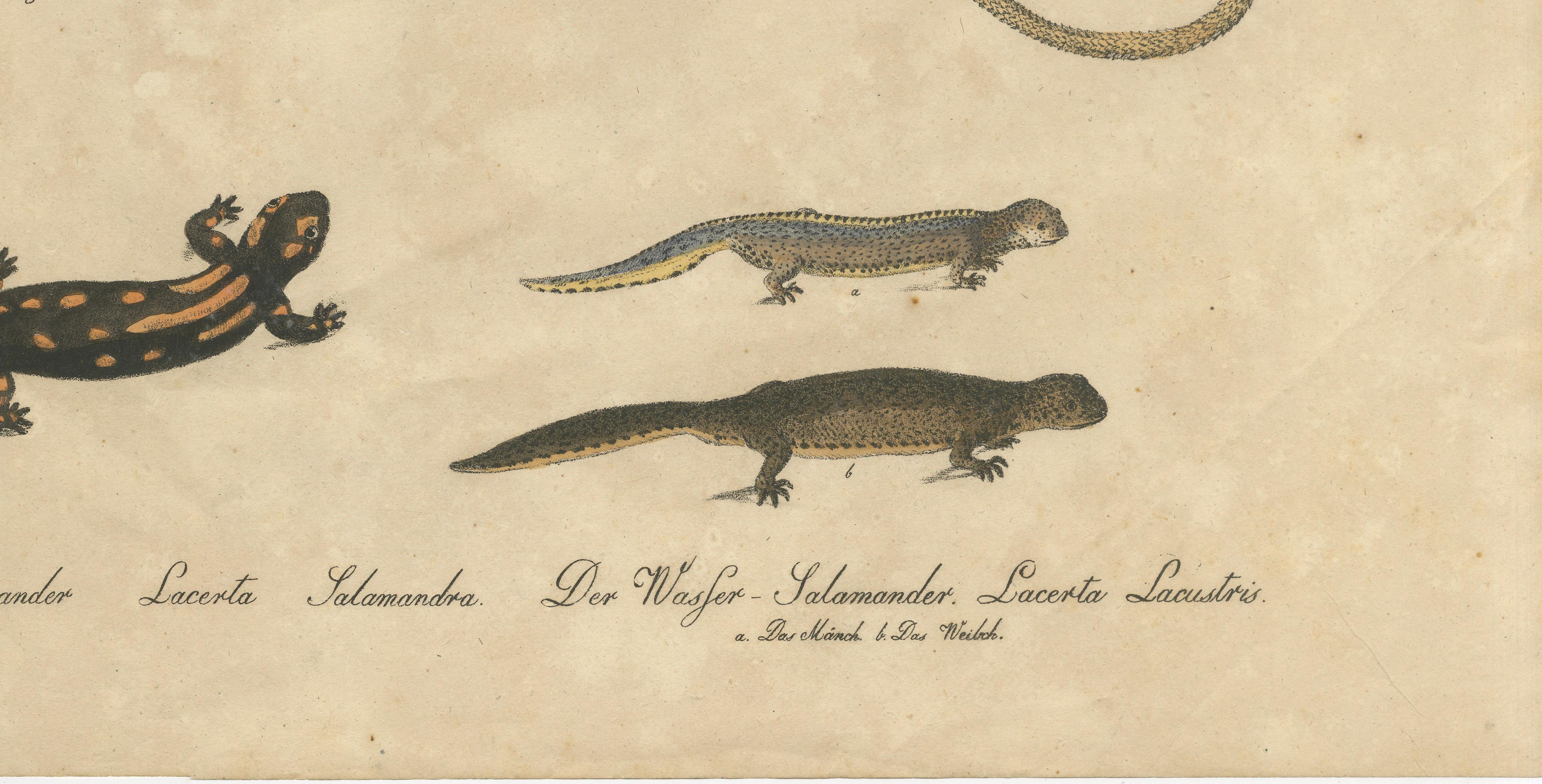 Antique Salamander & Reptile Lithograph by Karl Joseph Brodtmann, 1816