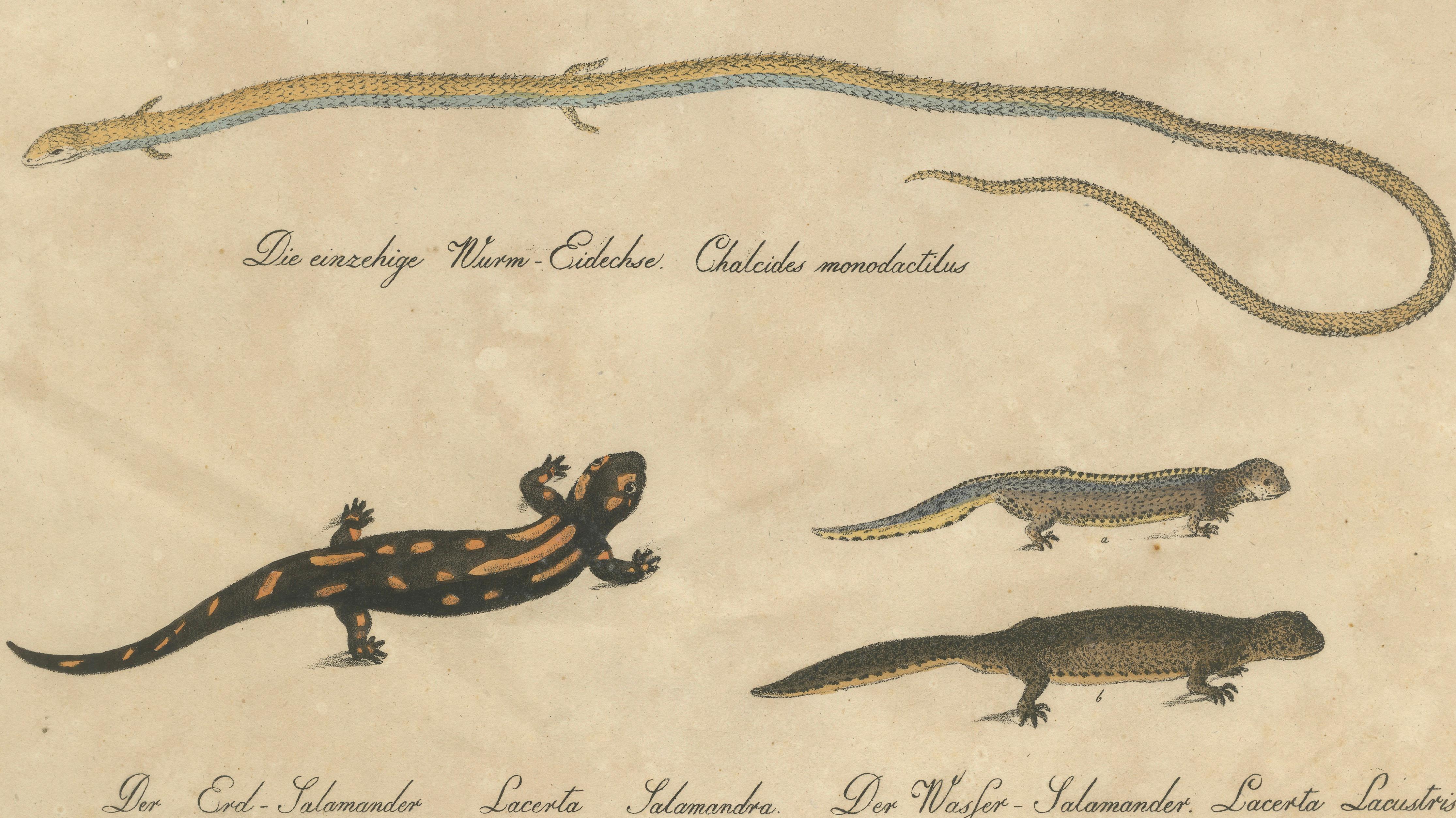 Antique Salamander & Reptile Lithograph by Karl Joseph Brodtmann, 1816
