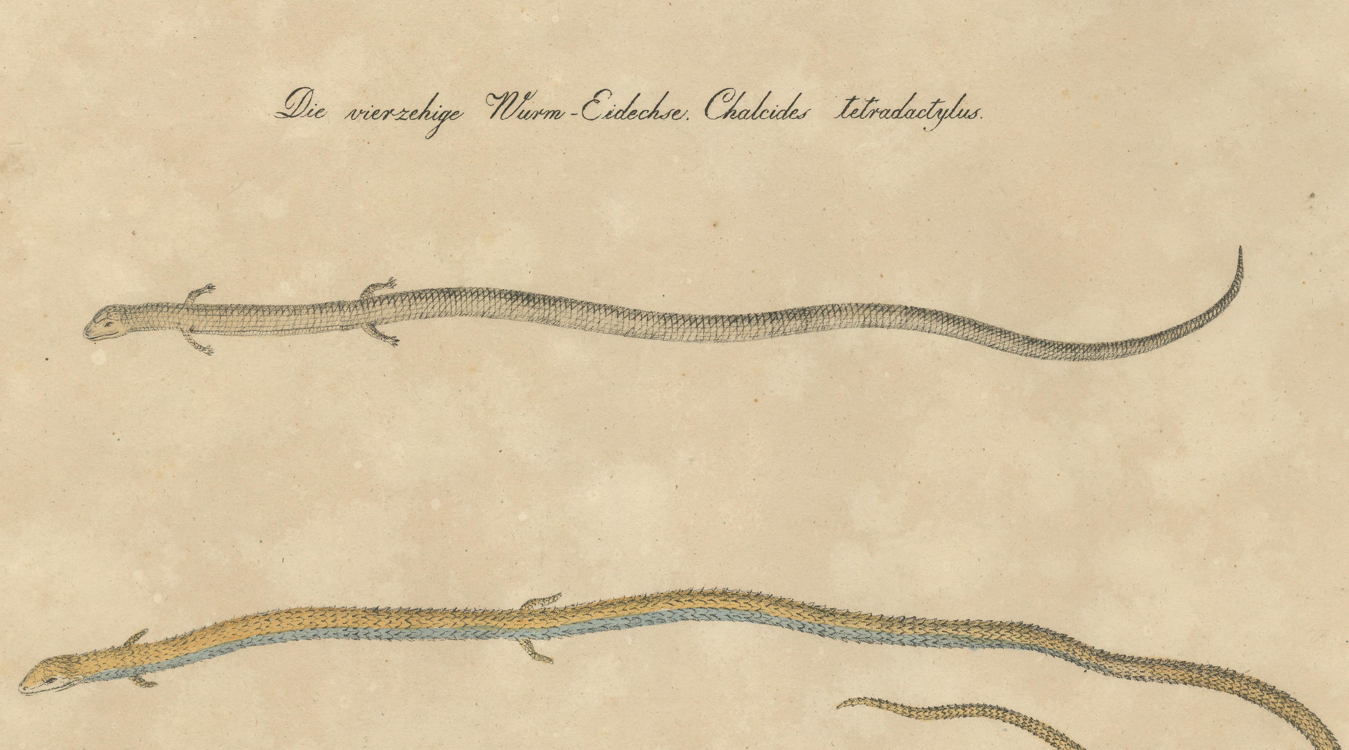 Antique Salamander & Reptile Lithograph by Karl Joseph Brodtmann, 1816