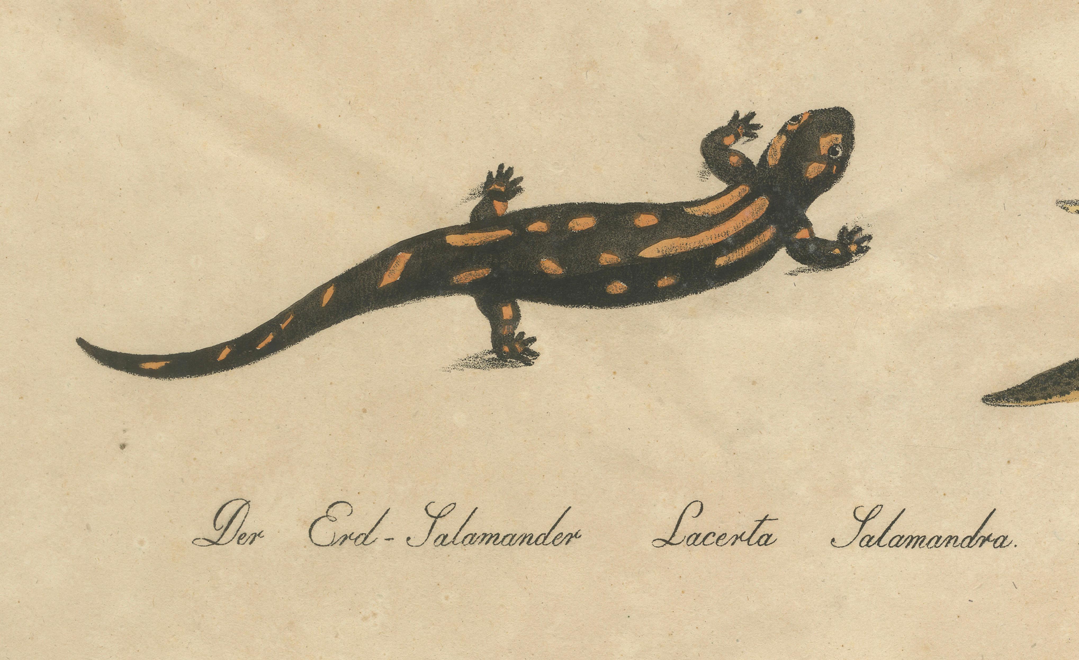 Antique Salamander & Reptile Lithograph by Karl Joseph Brodtmann, 1816