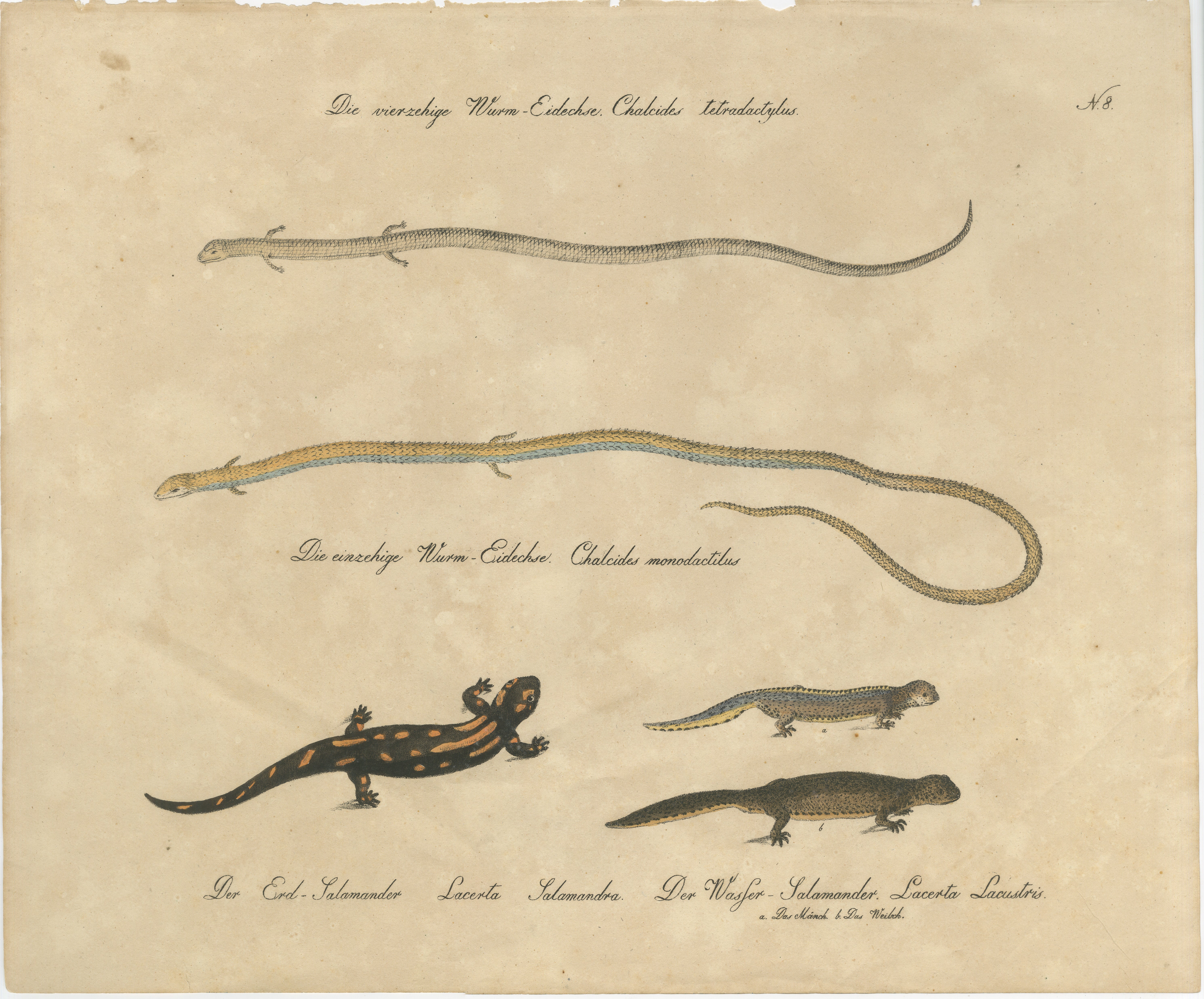 Antique Salamander & Reptile Lithograph by Karl Joseph Brodtmann, 1816