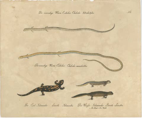 Antique Salamander & Reptile Lithograph by Karl Joseph Brodtmann, 1816