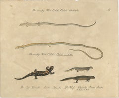 Antique Salamander & Reptile Lithograph by Karl Joseph Brodtmann, 1816