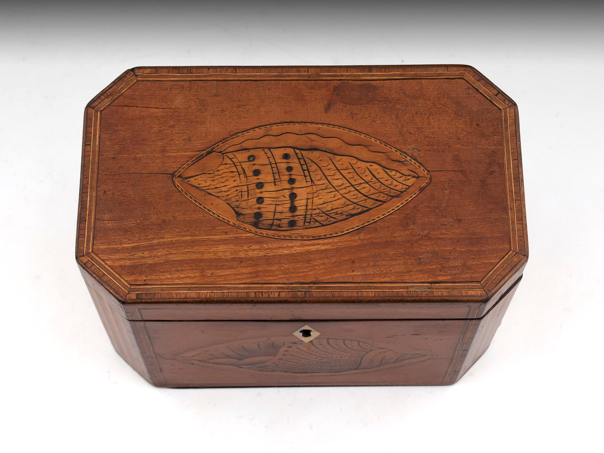 George III Antique Satinwood Conch Shell Double Tea Caddy, 18th Century For Sale