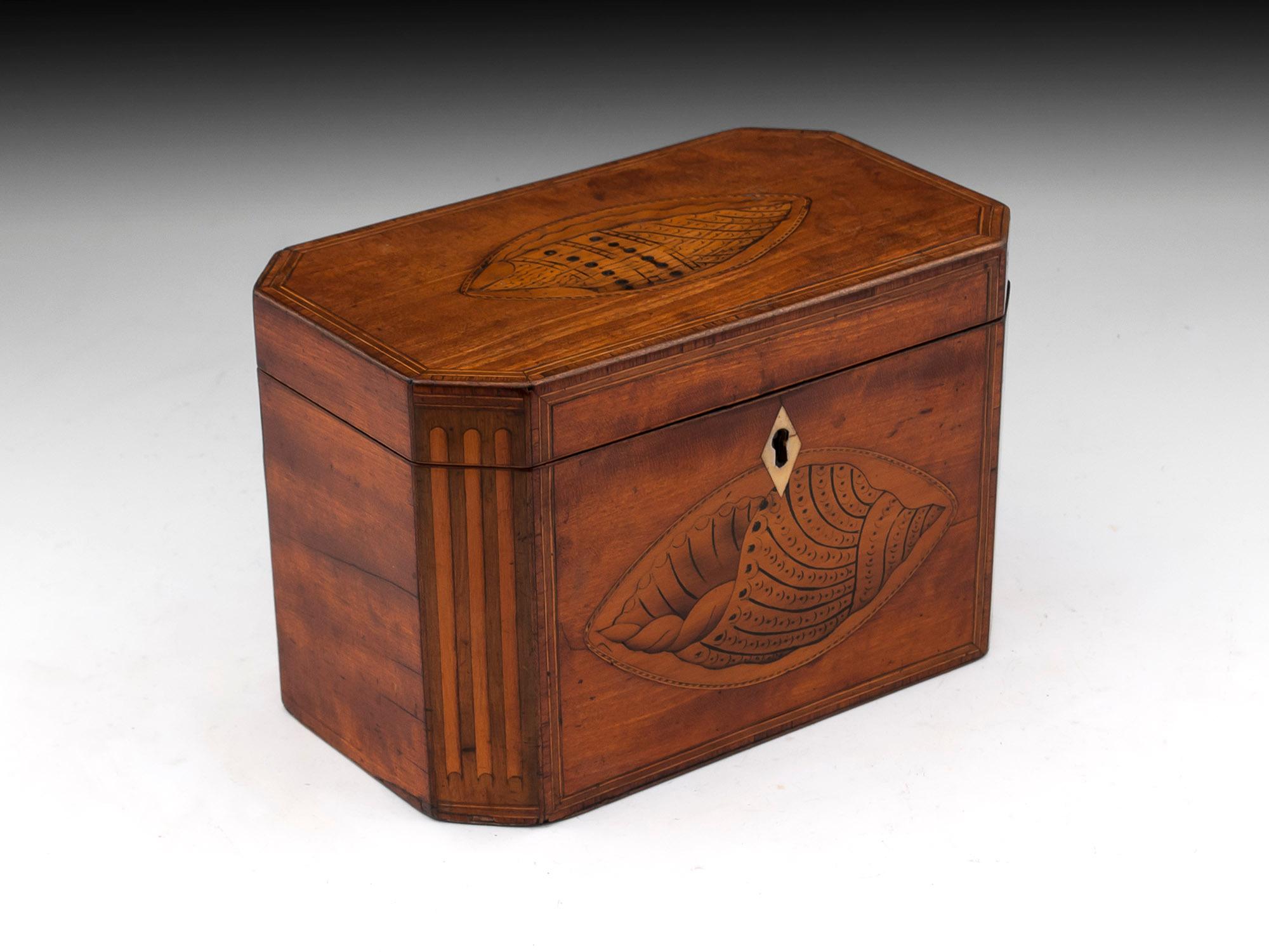 British Antique Satinwood Conch Shell Double Tea Caddy, 18th Century For Sale