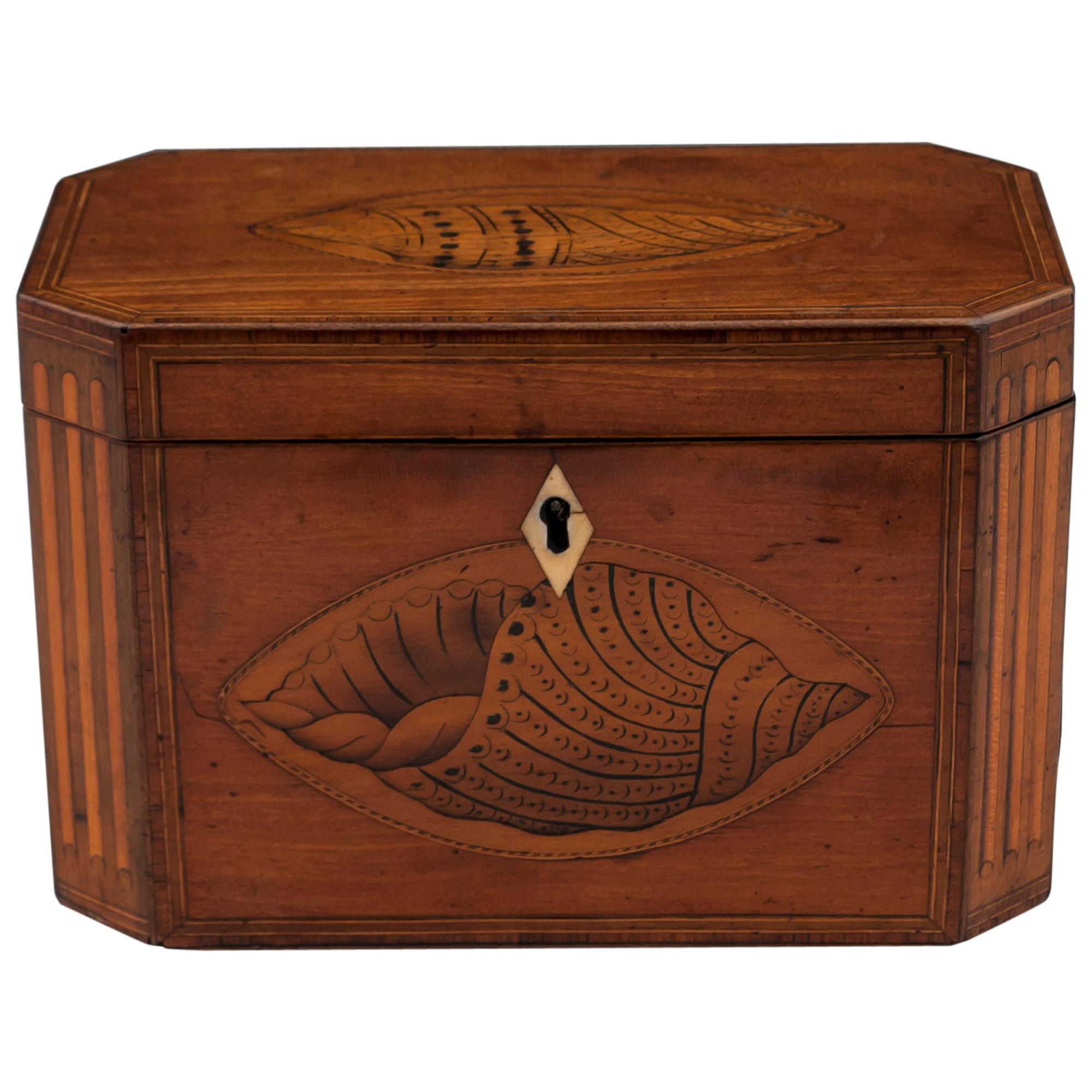 Antique Satinwood Conch Shell Double Tea Caddy, 18th Century For Sale