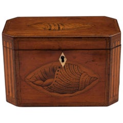 Antique Satinwood Conch Shell Double Tea Caddy, 18th Century