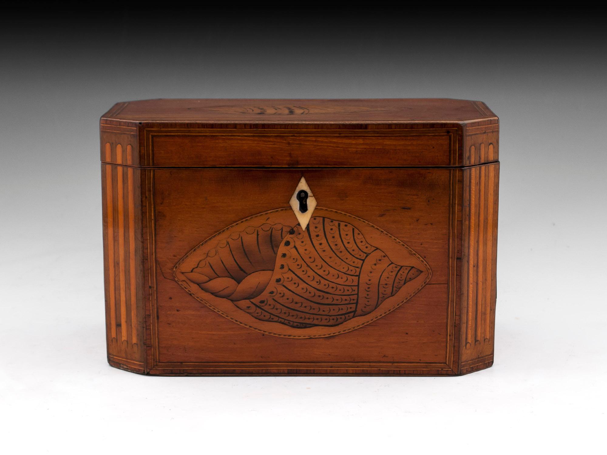 Satinwood tea caddy with superb inlaid conch shells to the front and top with shaped bone key profile.

The interior of this Georgian satinwood twin tea caddy features two bone handle lidded compartments with much of their original foil lining.