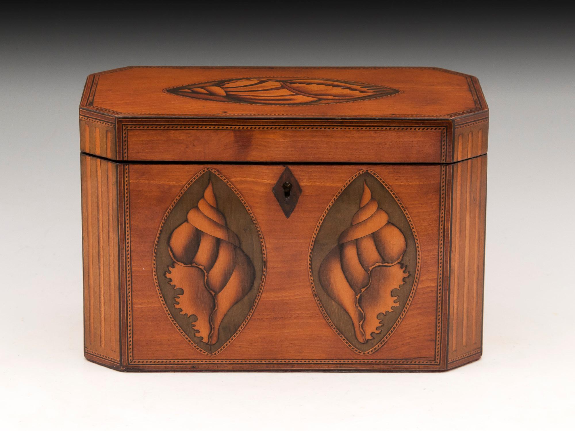 Georgian satinwood tea caddy with conch shells on the front and top, with fluted cants and diamond shape bone escutcheon.

The interior has two lidded compartments, the lids each with fan inlay and turned bone handles. The interior of each
