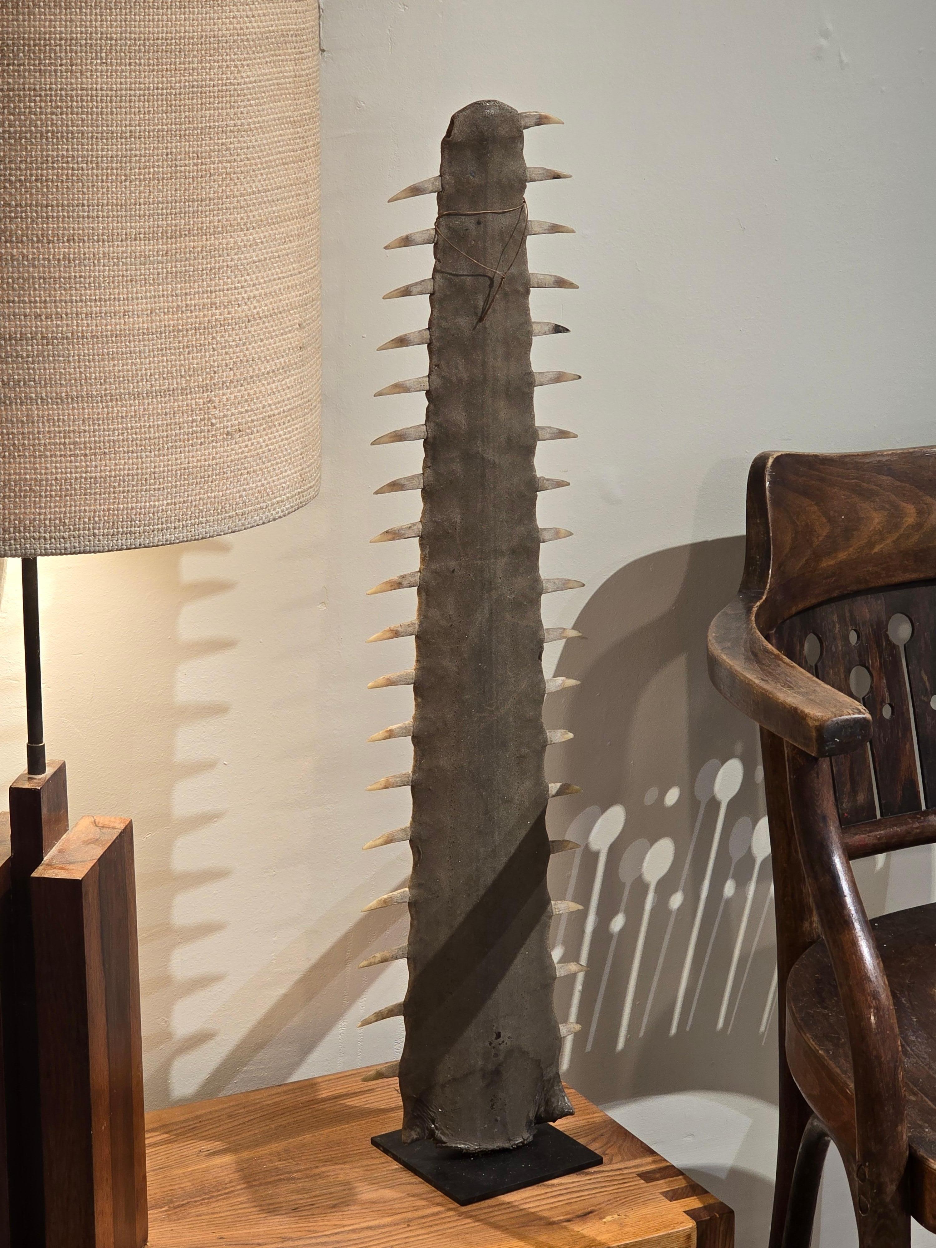 Rare and striking sawfish rostrum presented on a custom stand. This natural object, with its rhythmic succession of teeth and raw, tactile surface, evokes both primitive weaponry and sculptural minimalism. Its presence commands attention, bridging