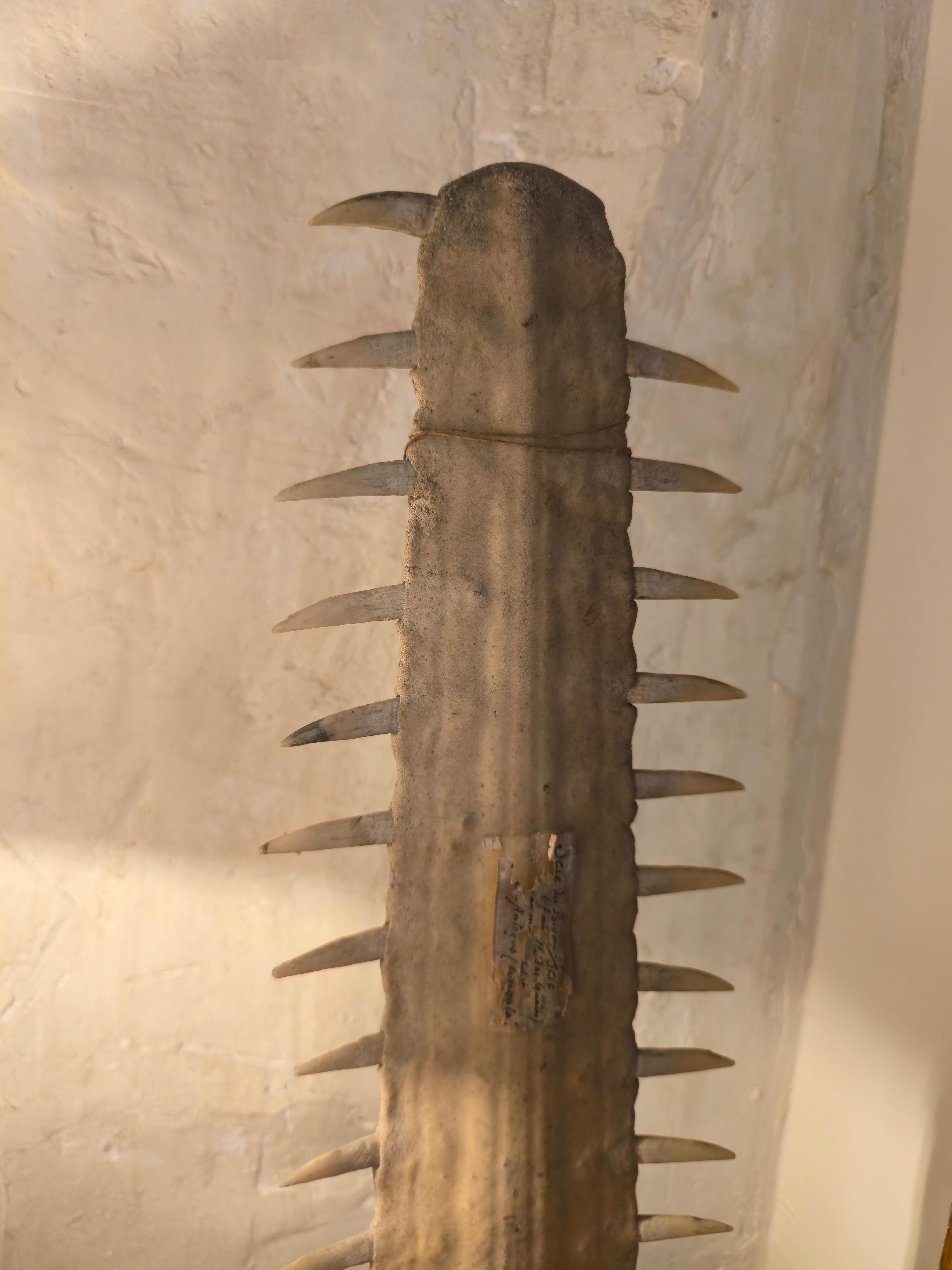Antique Sawfish Rostrum on Stand In Fair Condition For Sale In PARIS, FR