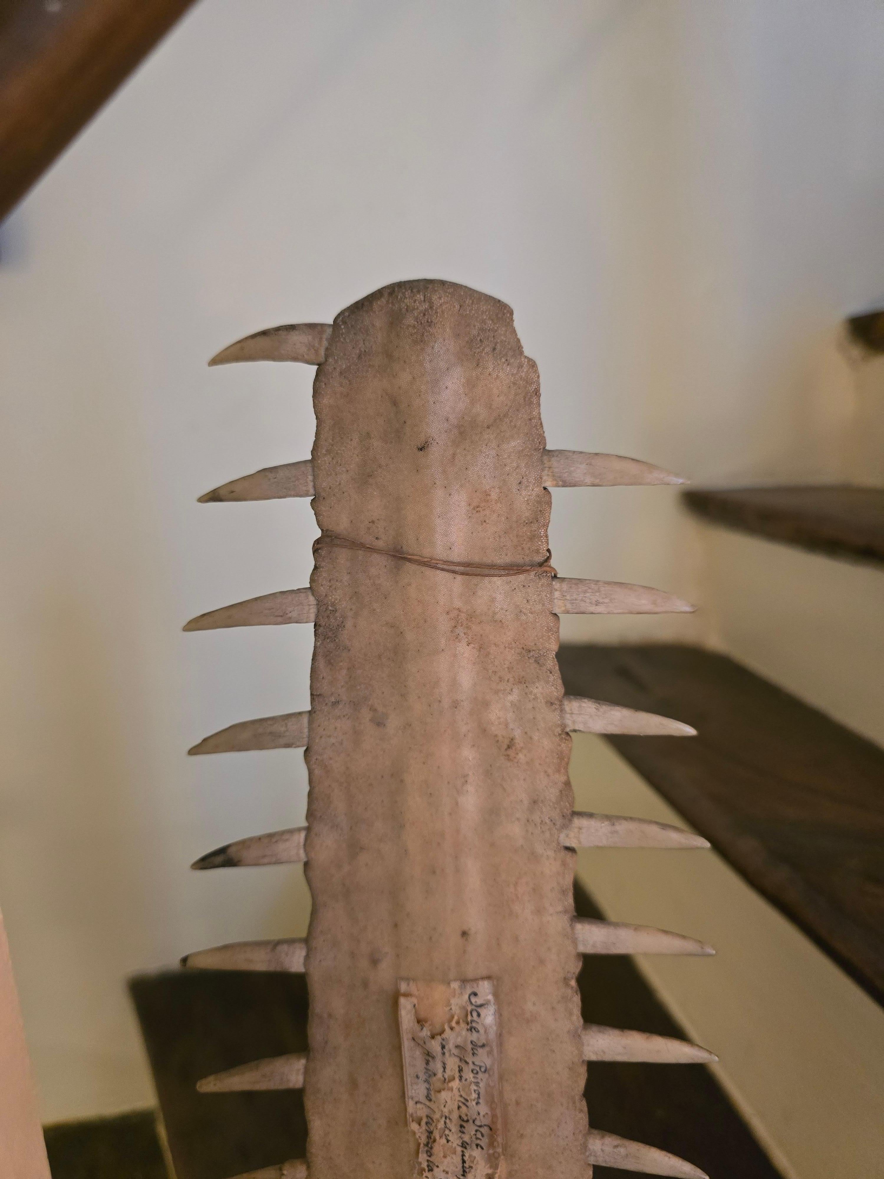 19th Century Antique Sawfish Rostrum on Stand For Sale