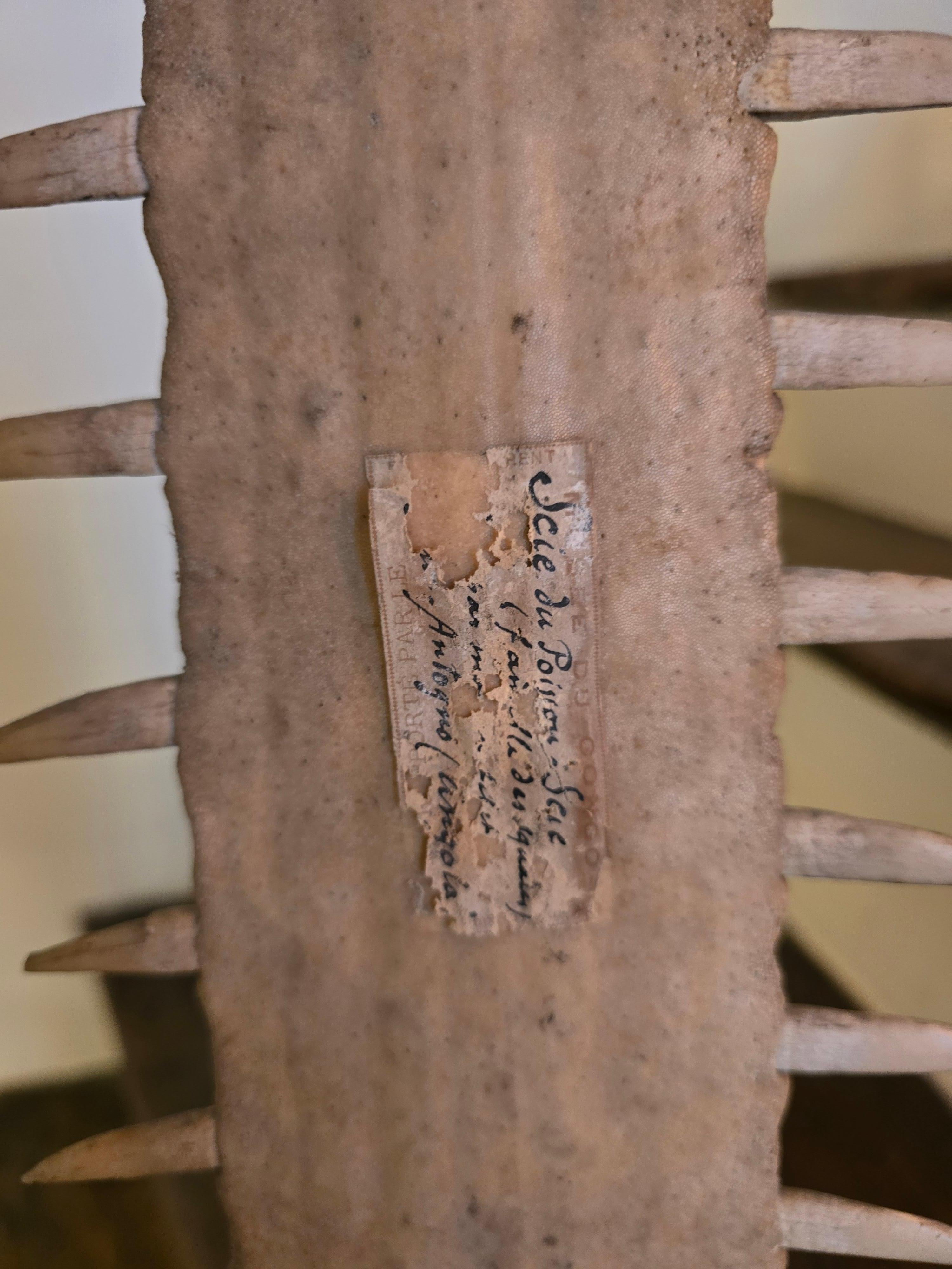 Bone Antique Sawfish Rostrum on Stand For Sale