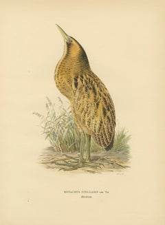 Antique Scandinavian Bird Lithograph – Eurasian Bittern, Svenska Fåglar, 1929