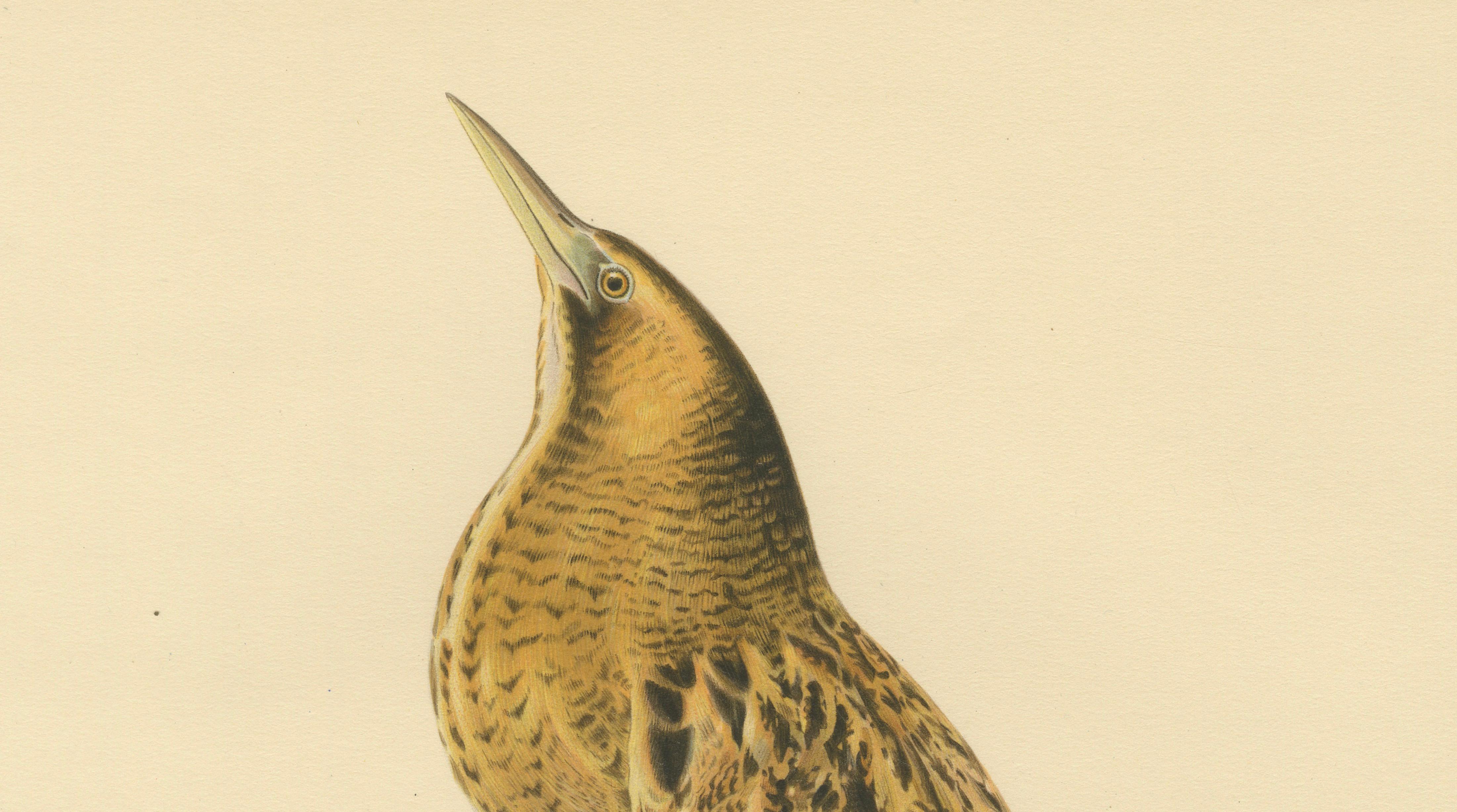 Antique Scandinavian Bird Lithograph – Eurasian Bittern, Svenska Fåglar, 1929