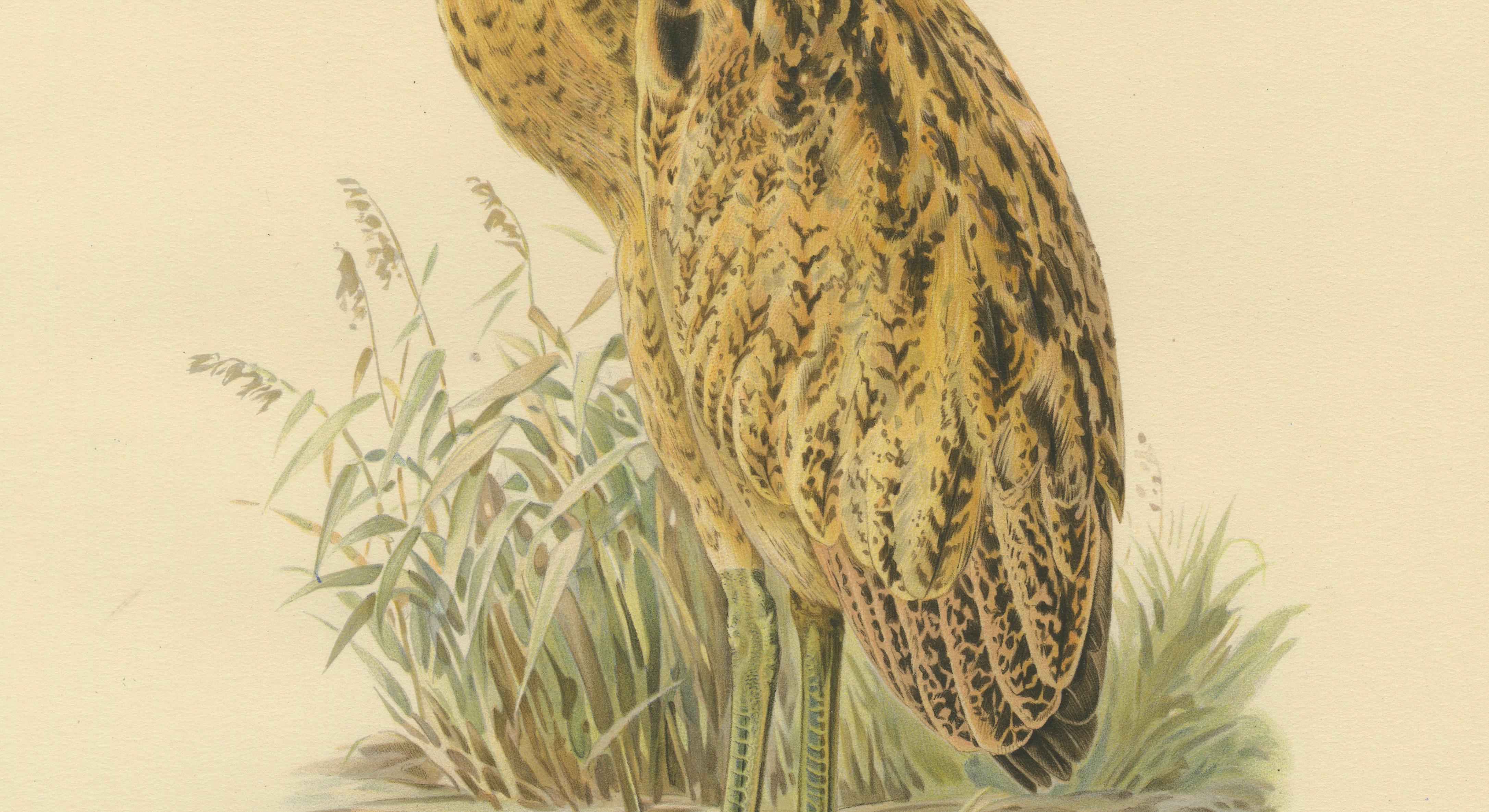 Antique Scandinavian Bird Lithograph – Eurasian Bittern, Svenska Fåglar, 1929