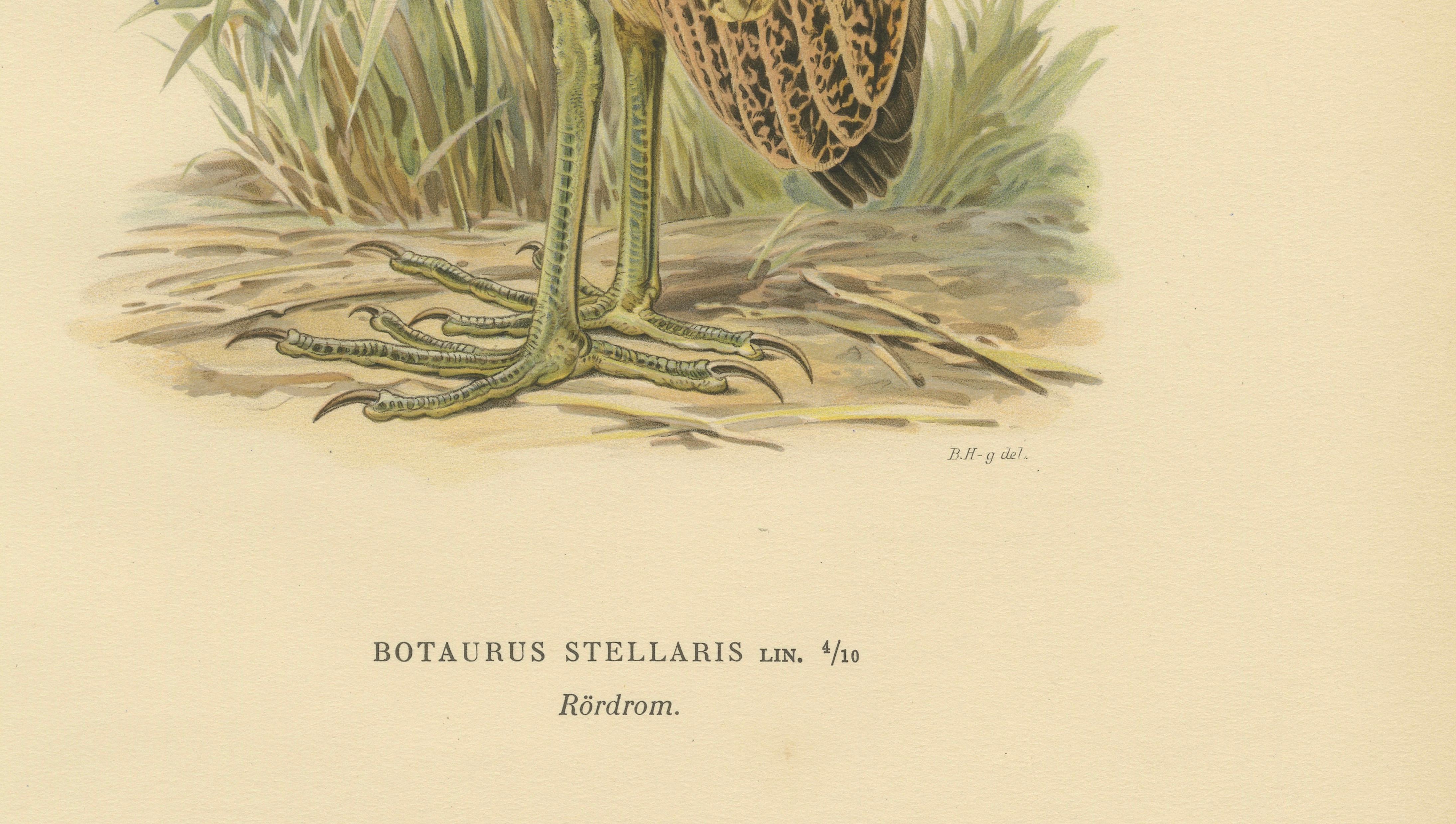 Antique Scandinavian Bird Lithograph – Eurasian Bittern, Svenska Fåglar, 1929