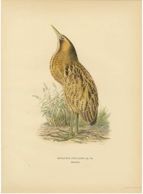 Antique Scandinavian Bird Lithograph – Eurasian Bittern, Svenska Fåglar, 1929