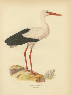 Antique Scandinavian Bird Lithograph, White Stork – Svenska Fåglar 1929