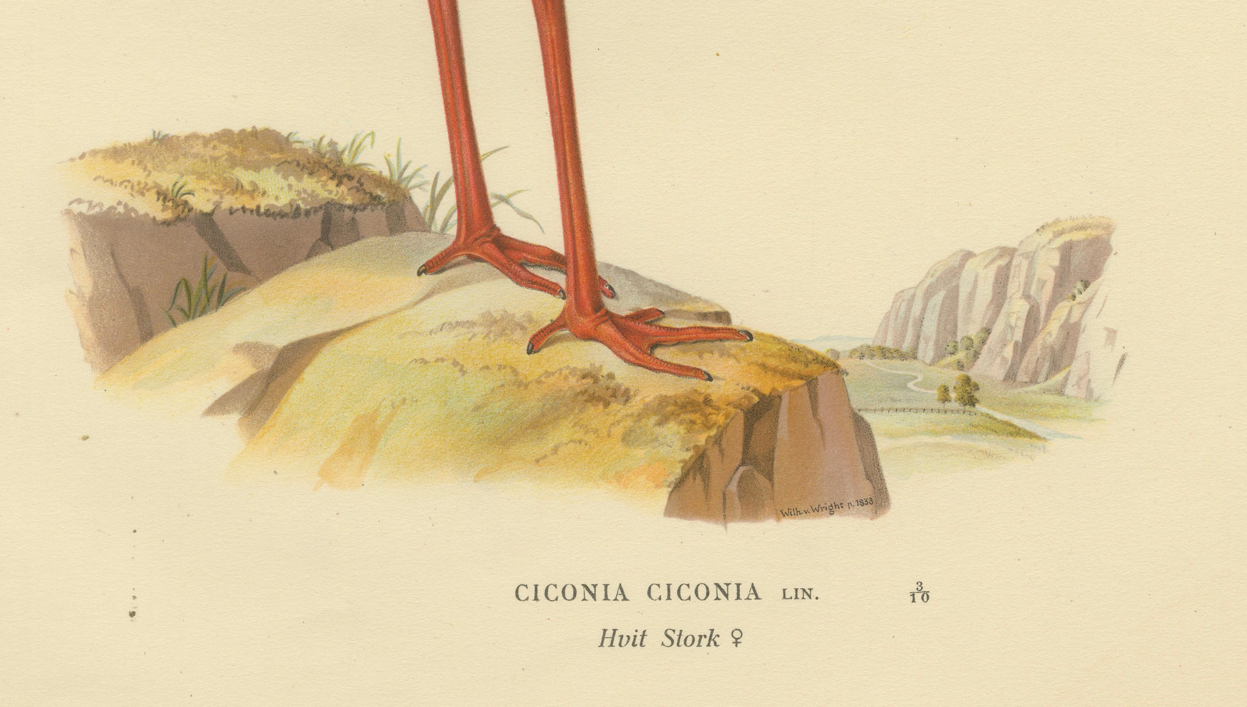 Antique Scandinavian Bird Lithograph, White Stork – Svenska Fåglar 1929