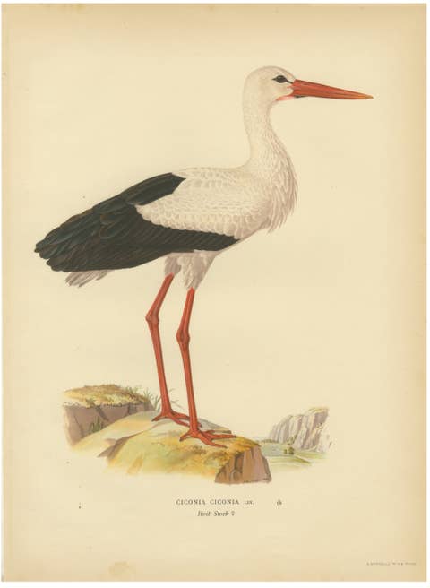 Antique Scandinavian Bird Lithograph, White Stork – Svenska Fåglar 1929