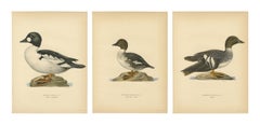 Antique Scandinavian Bird Lithographs, Goldeneye Ducks, Svenska Fåglar - 1929