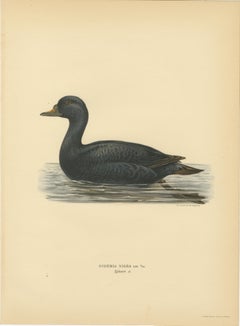 Antique Scandinavian Bird Lithographs – Velvet Scoter Ducks, Svenska Fåglar 1929