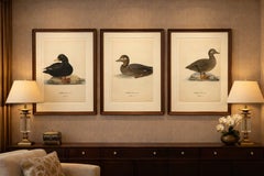 Antique Scandinavian Bird Lithographs – Velvet Scoter Ducks, Svenska Fåglar 1929