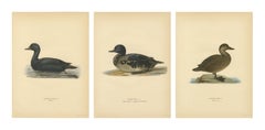 Antique Scandinavian Bird Lithographs – Velvet Scoter Ducks, Svenska Fåglar 1929
