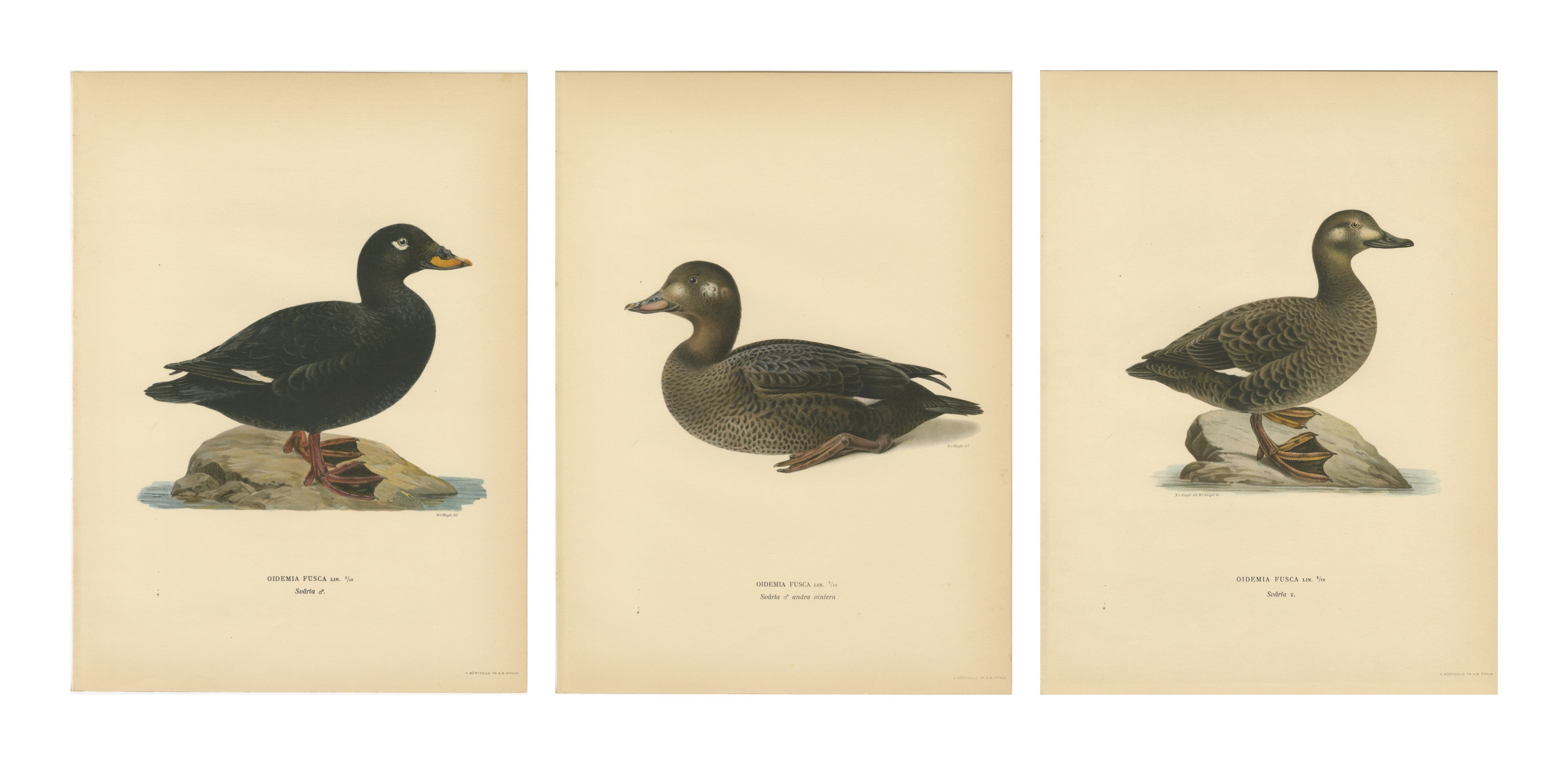 Antique Scandinavian Bird Lithographs – Velvet Scoter Ducks, Svenska Fåglar 1929 For Sale
