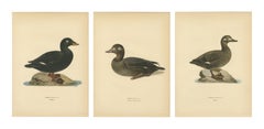 Antique Scandinavian Bird Lithographs – Velvet Scoter Ducks, Svenska Fåglar 1929