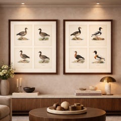 Antique Scandinavian Goose Lithographs Set of 4, Svenska Fåglar, Sweden 1929
