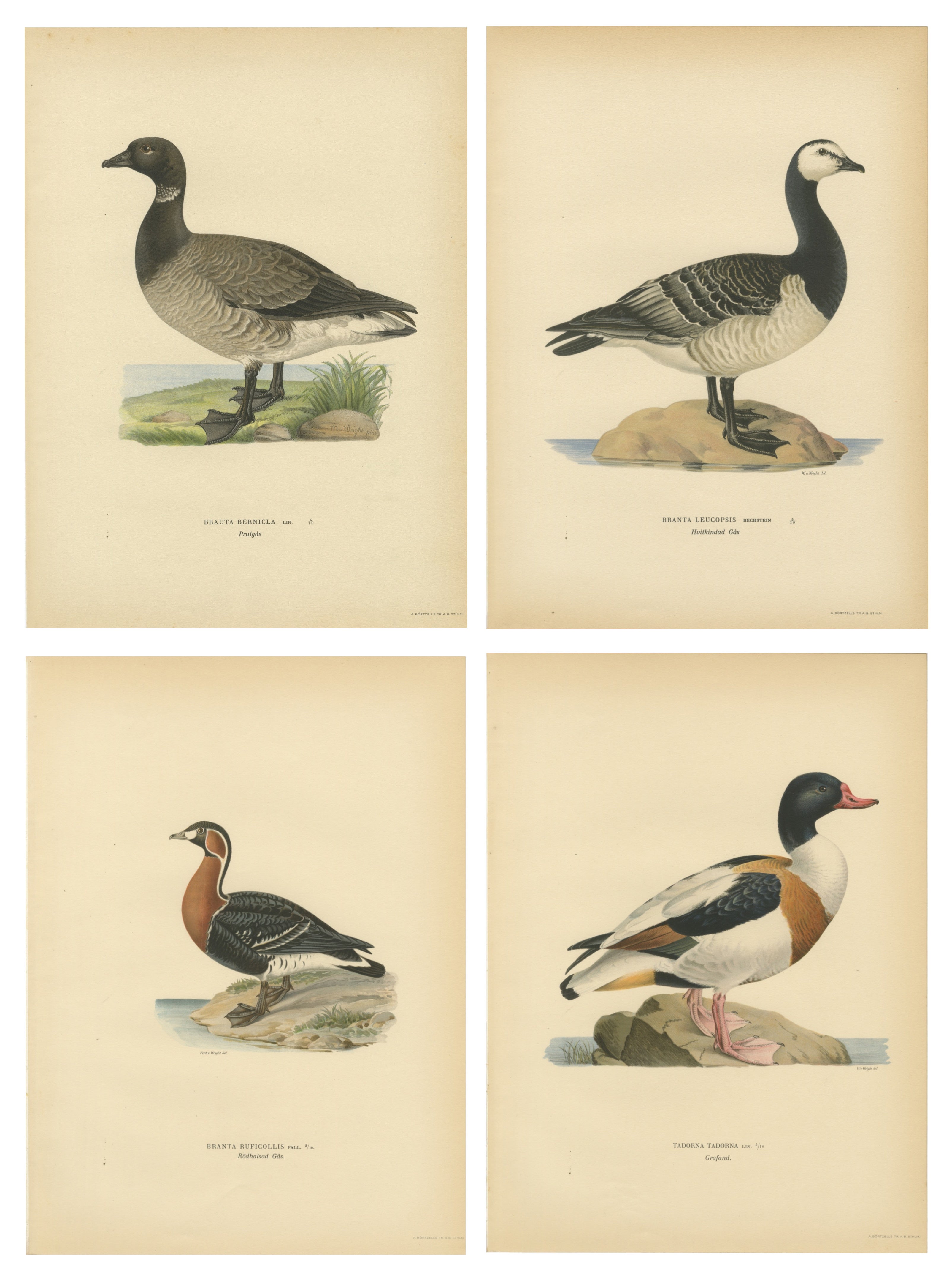 Antique Scandinavian Goose Lithographs Set of 4, Svenska Fåglar, Sweden 1929