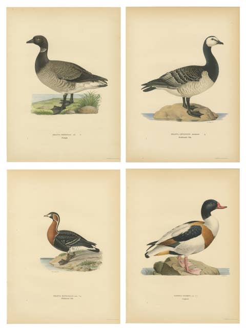 Antique Scandinavian Goose Lithographs Set of 4, Svenska Fåglar, Sweden 1929