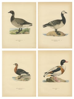 Antique Scandinavian Goose Lithographs Set of 4, Svenska Fåglar, Sweden 1929