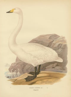 Antique Scandinavian Swan Lithograph, Cygnus Cygnus – Svenska Fåglar 1929