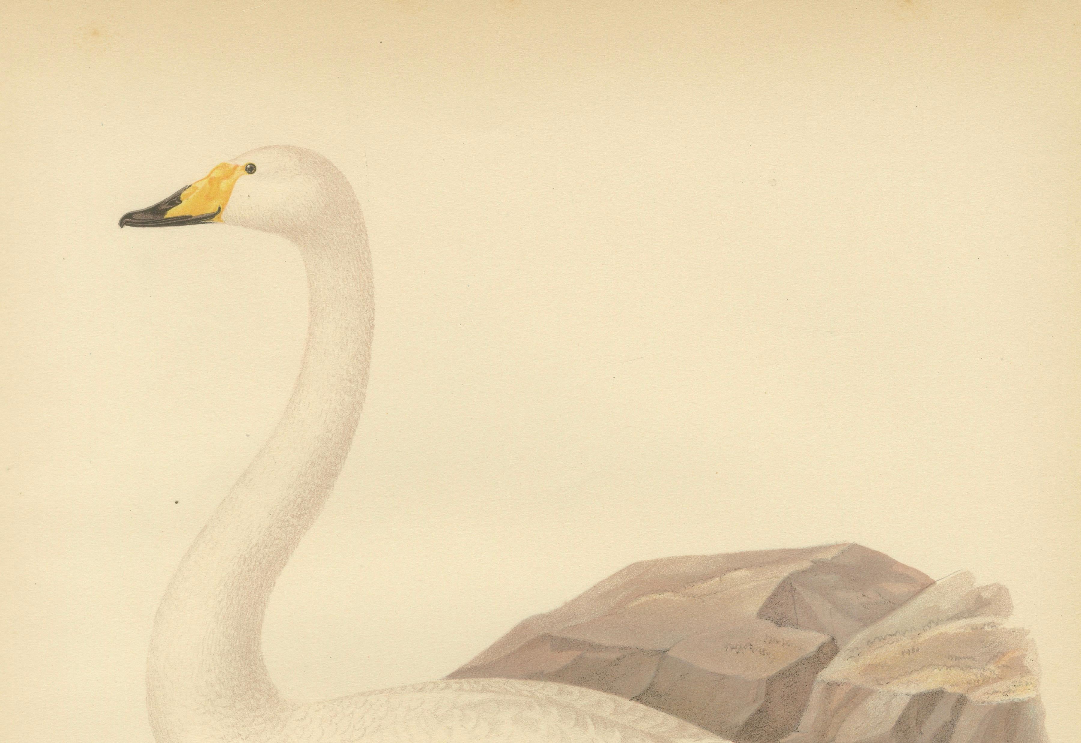 Antique Scandinavian Swan Lithograph, Cygnus Cygnus – Svenska Fåglar 1929