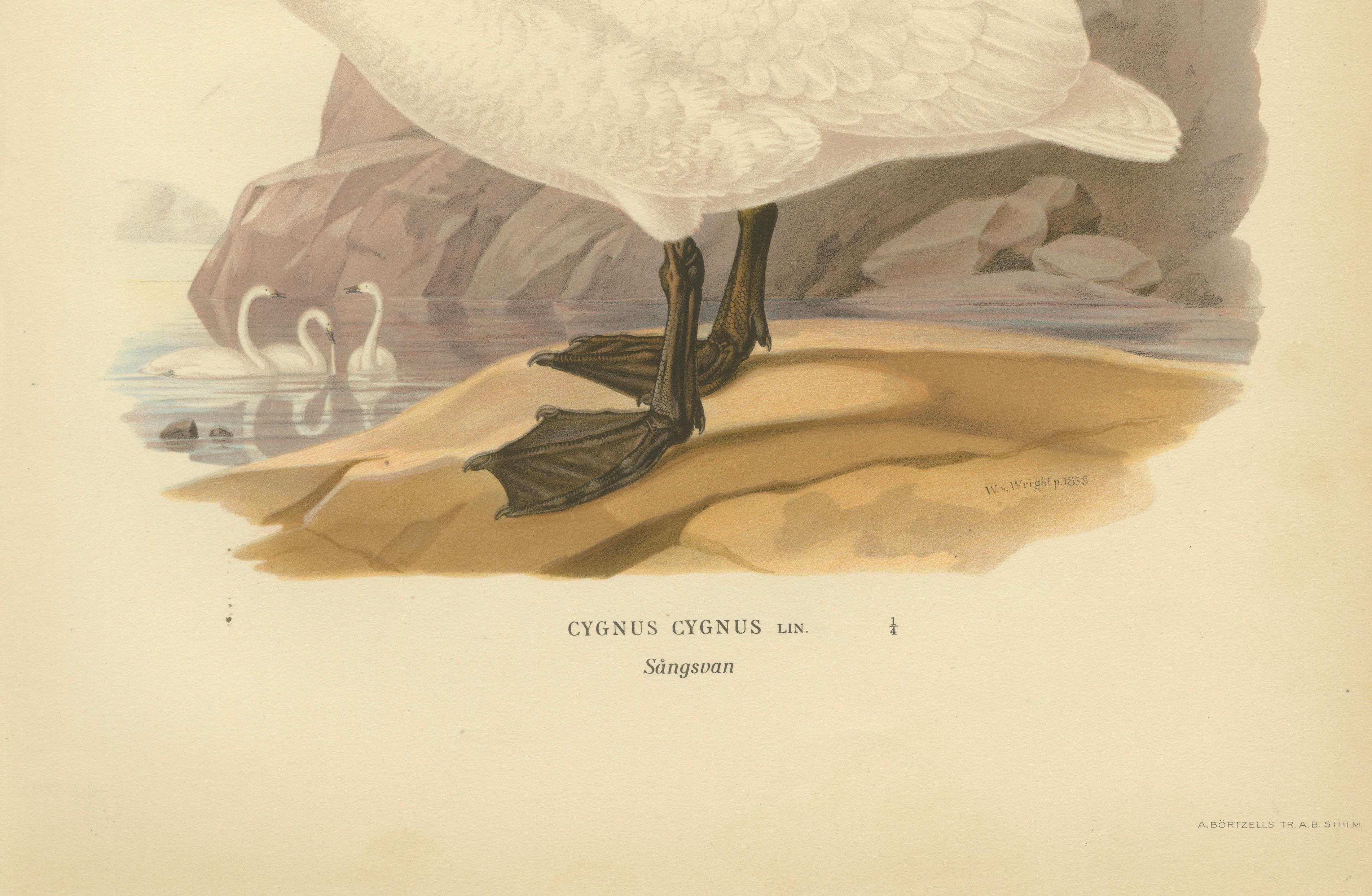 Antique Scandinavian Swan Lithograph, Cygnus Cygnus – Svenska Fåglar 1929