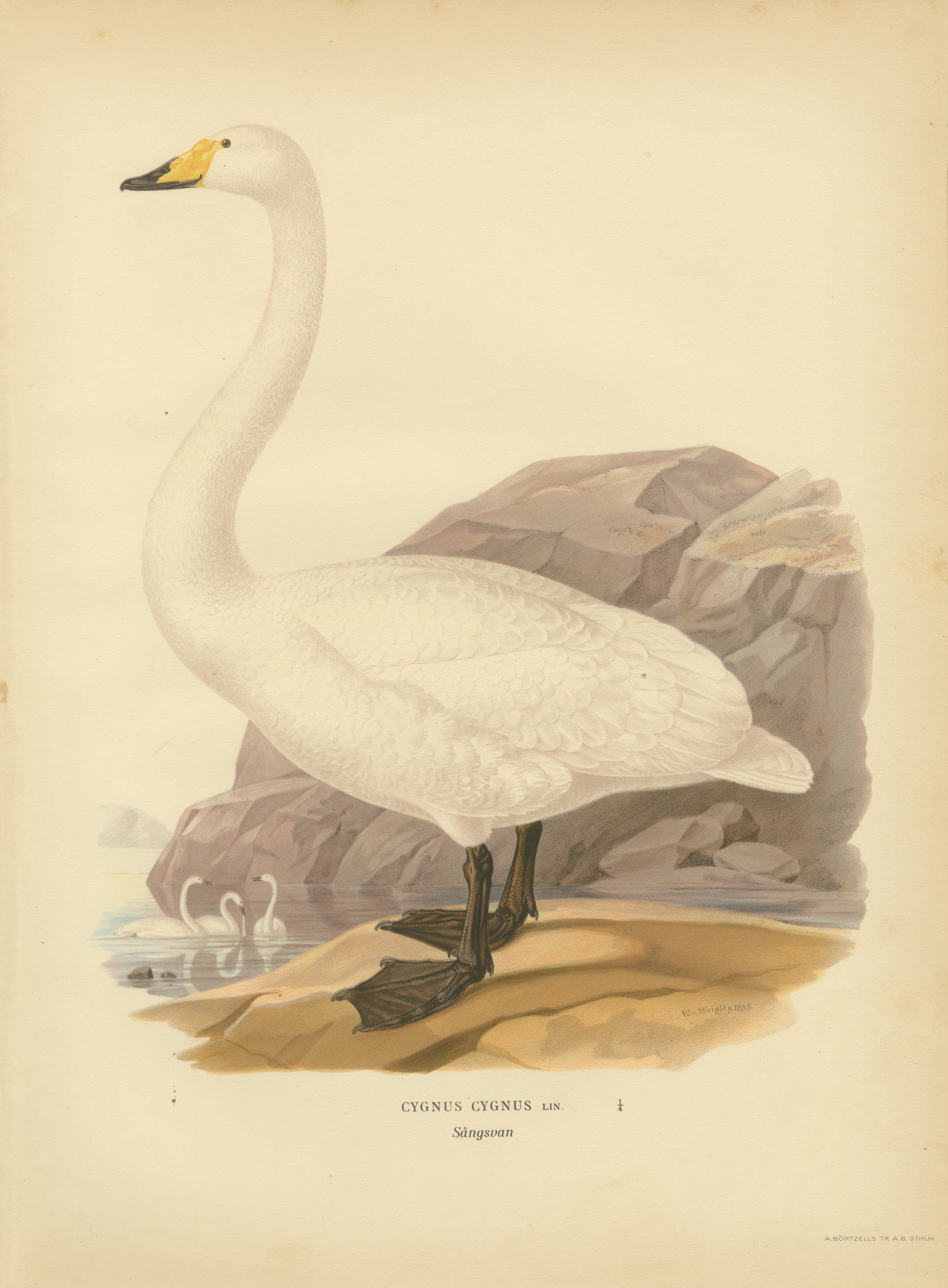 Antique Scandinavian Swan Lithograph, Cygnus Cygnus – Svenska Fåglar 1929 For Sale