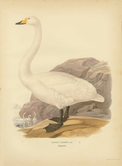 Antique Scandinavian Swan Lithograph, Cygnus Cygnus – Svenska Fåglar 1929