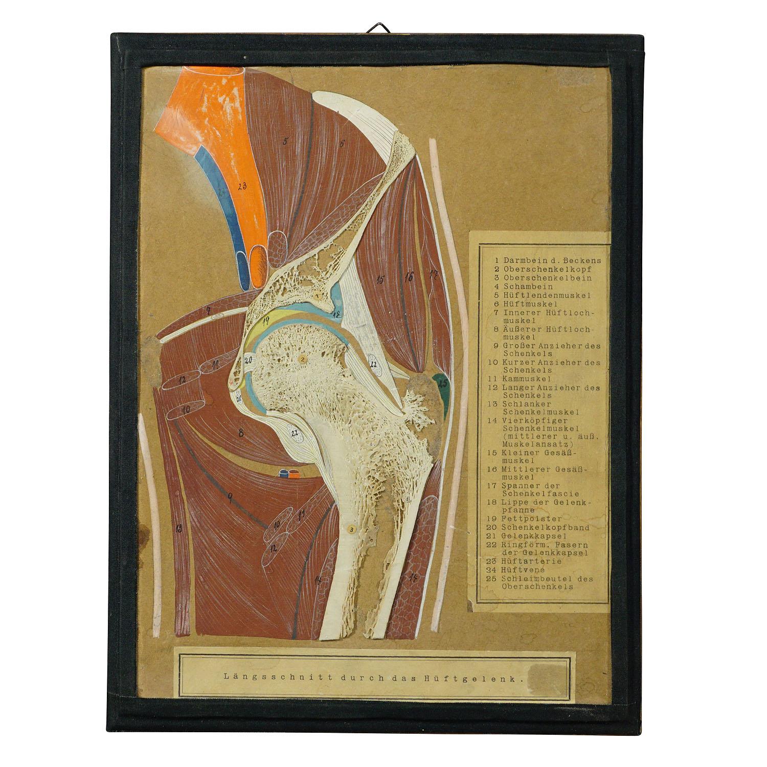 An antique demonstration model of a longitudinal bone cut of the human hip joint. Genuine bone mounted on cardboard with handpainted structure of muscles and tendons. With German explanation. Published by Hermann Eppler, Lehrmittelanstalt Rudolstadt