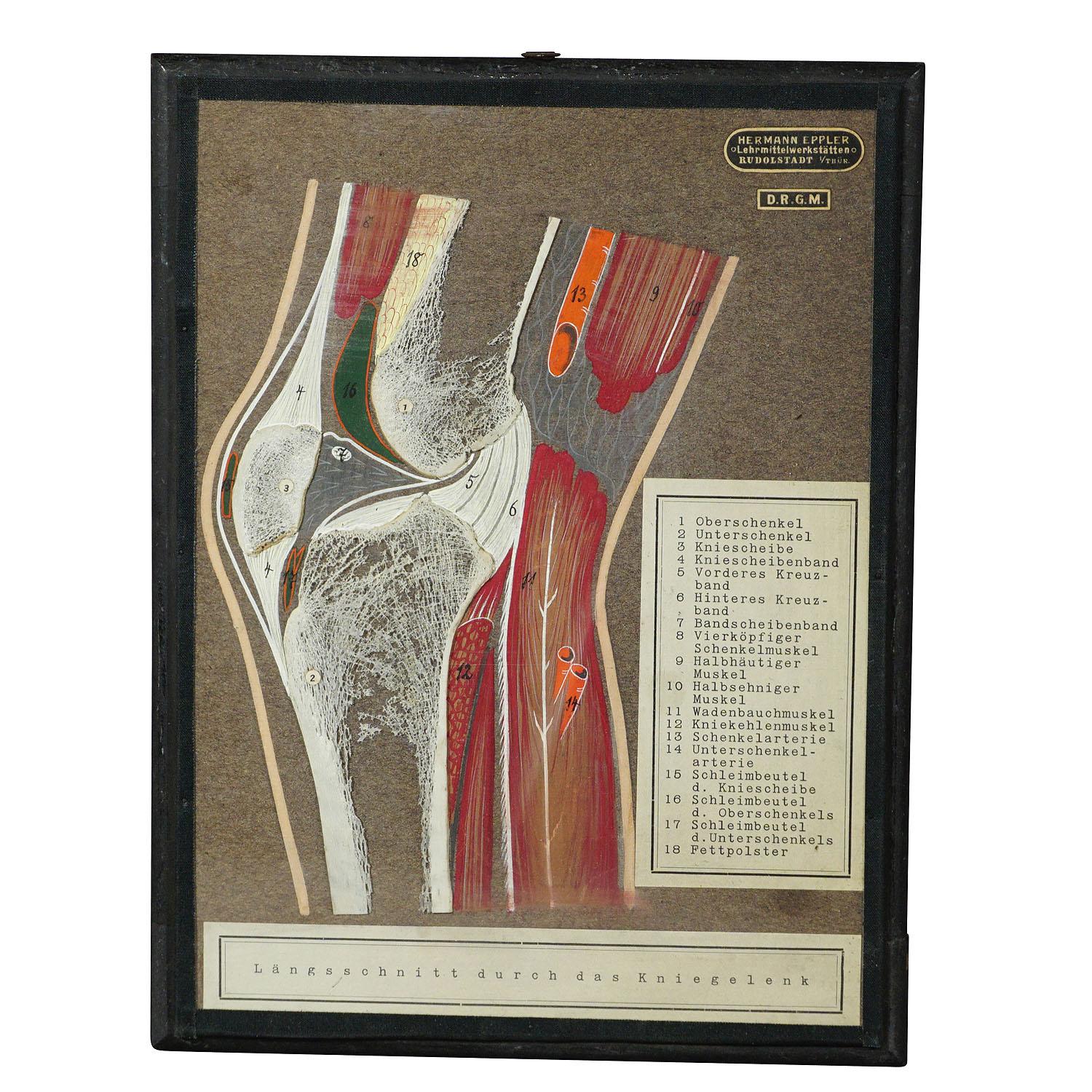 An antique demonstration model of a longitudinal bone cut of the knee joint. Genuine bone mounted on cardboard with handpainted structure of bursae and tendons. With German explanation. Published by Hermann Eppler, Lehrmittelanstalt Rudolstadt ca.