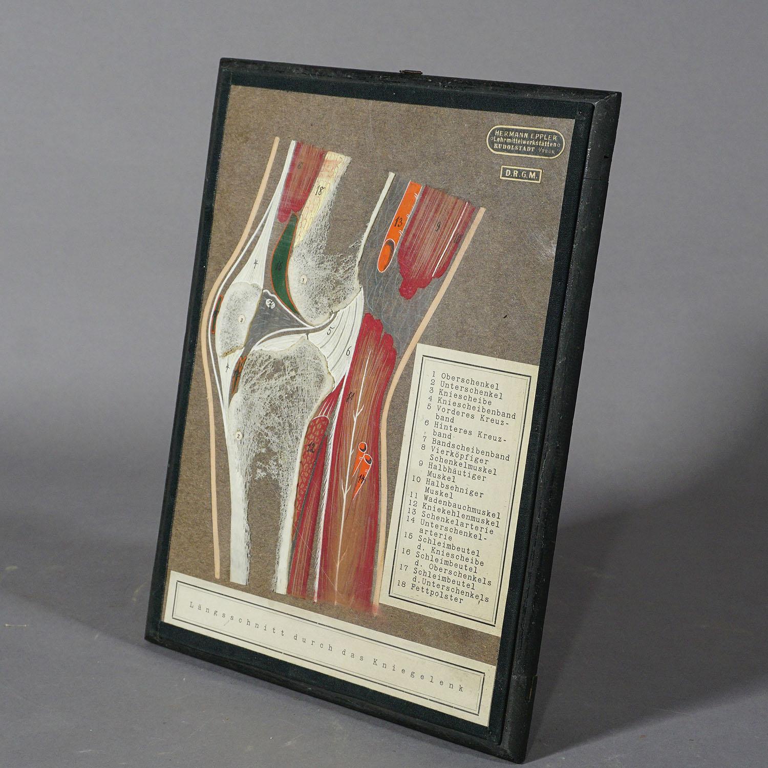 20th Century Antique Scientific Demonstration Model, Bone Cut of the Human Knee Joint