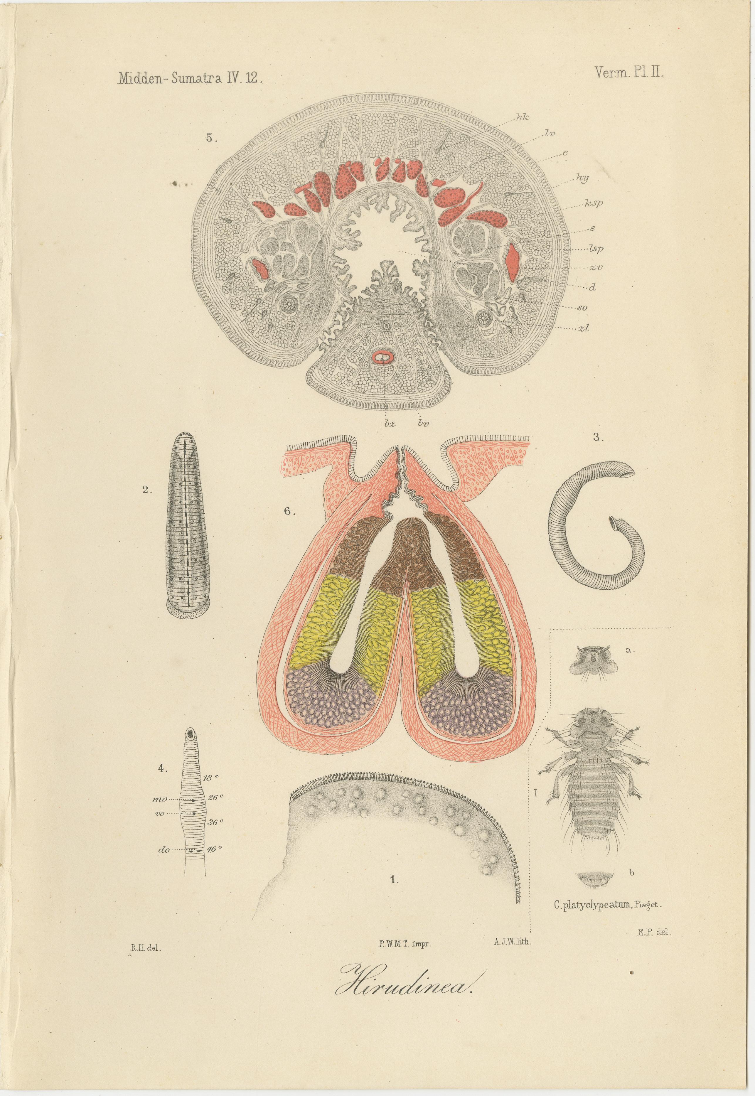 Antique Scientific Plates of Leeches, Worms, Spiders, and Microscopic Anatomy – Sumatra c.1887

Description:
This set of four fascinating 19th-century lithographs originates from the important Dutch scientific series *Midden-Sumatra* published circa
