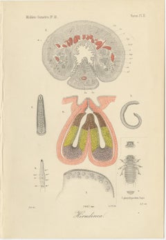 Antique Scientific Plates of Leeches, Worms, Spiders & Microscopic Anatomy, 1887